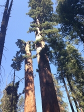 sequoia005