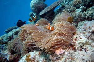 clown-anenome-fish