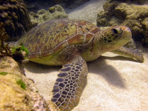 green-turtle-1