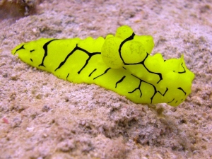 nudibranch