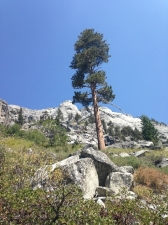 sequoia001