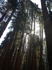 sequoia006
