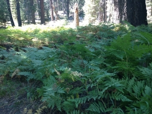 sequoia011