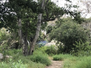 Summerland-hike-6